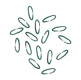 seeds
